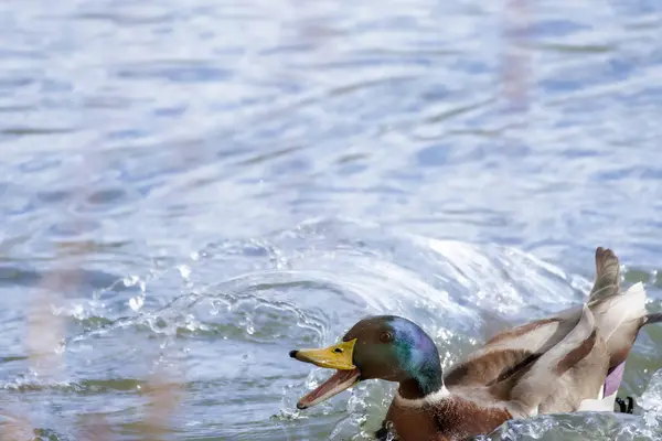 2024 gölündeki ördekler