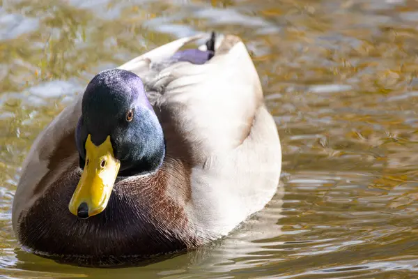 2024 gölündeki ördekler
