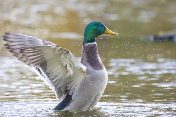 2024 gölündeki ördekler