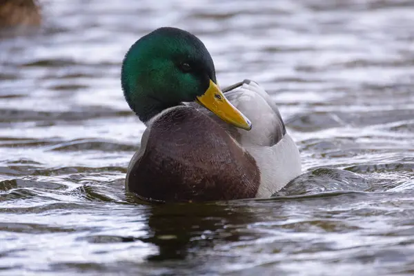 2024 gölündeki ördekler