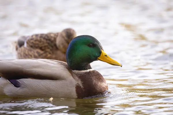 2024 gölündeki ördekler