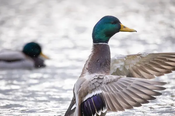 2024 gölündeki ördekler