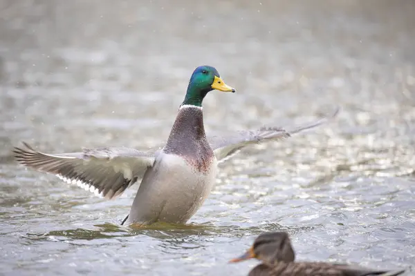 2024 gölündeki ördekler