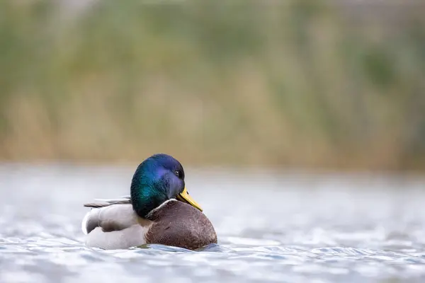 2024 gölündeki ördekler