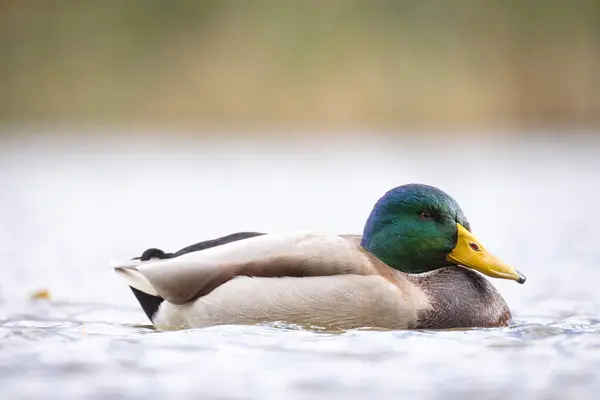 2024 gölündeki ördekler