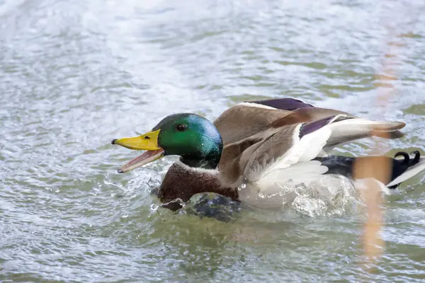 2024 gölündeki ördekler