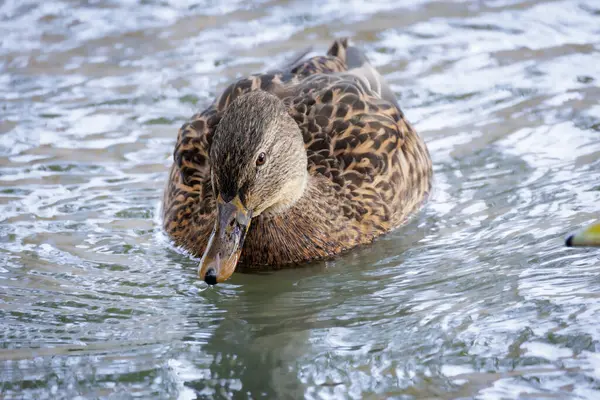 2024 gölündeki ördekler