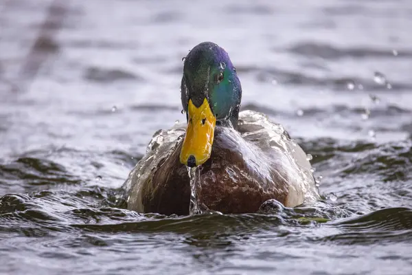 2024 gölündeki ördekler