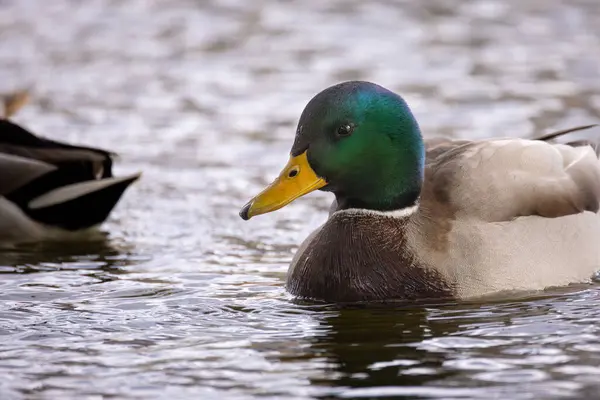 2024 gölündeki ördekler