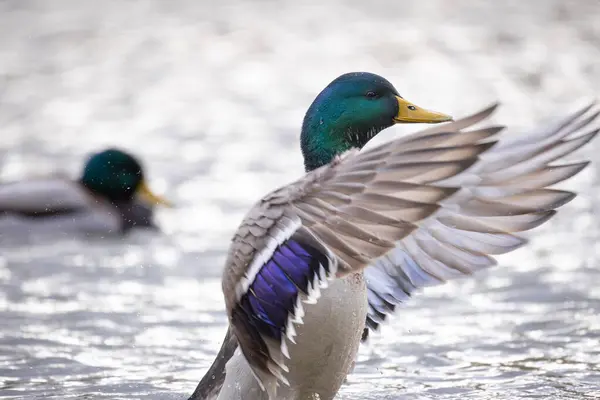 2024 gölündeki ördekler