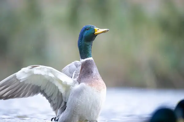 2024 gölündeki ördekler