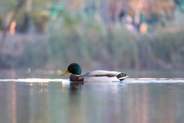 2024 gölündeki ördekler
