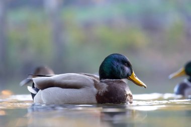 2024 gölündeki ördekler