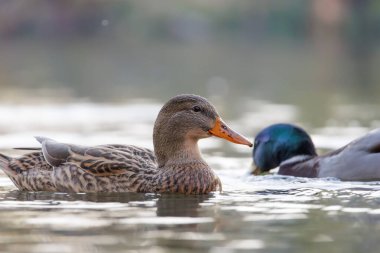 2024 gölündeki ördekler