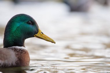 2024 gölündeki ördekler