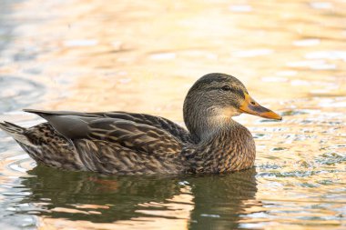 2024 gölündeki ördekler