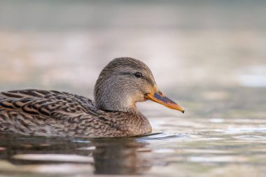 2024 gölündeki ördekler
