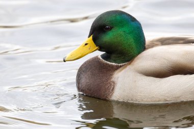 2024 gölündeki ördekler