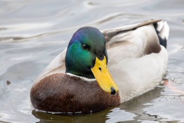 2024 gölündeki ördekler