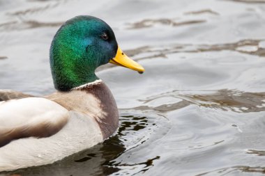 2024 gölündeki ördekler