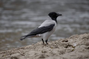 2024 gölündeki ördekler