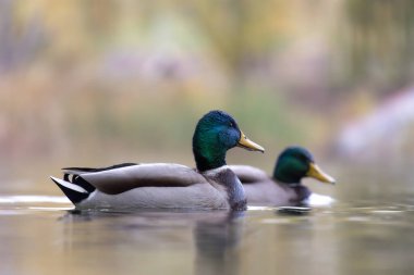 2024 gölündeki ördekler