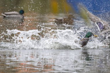 2024 gölündeki ördekler