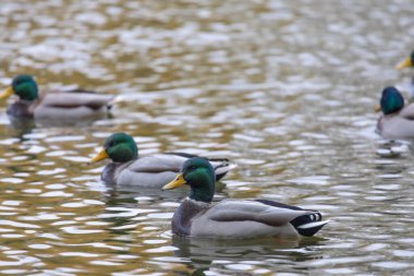 2024 gölündeki ördekler