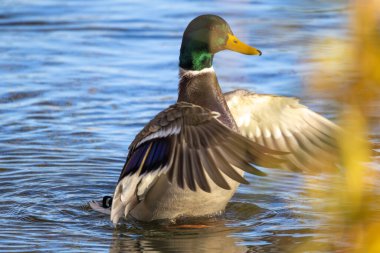 2024 gölündeki ördekler