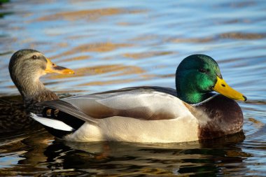 2024 gölündeki ördekler