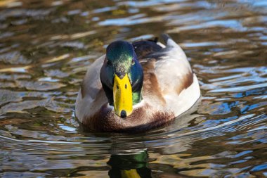 2024 gölündeki ördekler