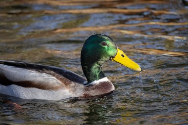 2024 gölündeki ördekler