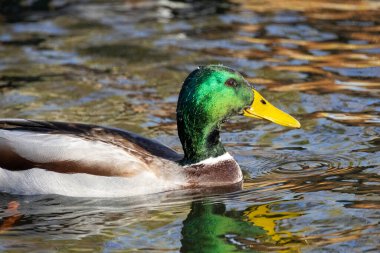 2024 gölündeki ördekler