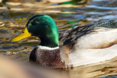 2024 gölündeki ördekler