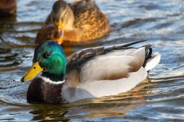 2024 gölündeki ördekler