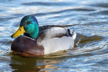 2024 gölündeki ördekler