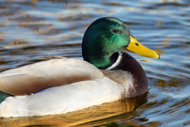 2024 gölündeki ördekler