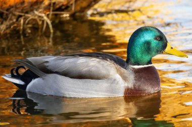 2024 gölündeki ördekler