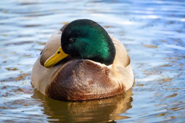 2024 gölündeki ördekler