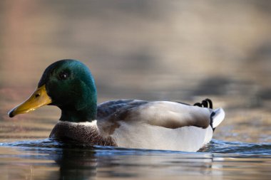 2024 gölündeki ördekler