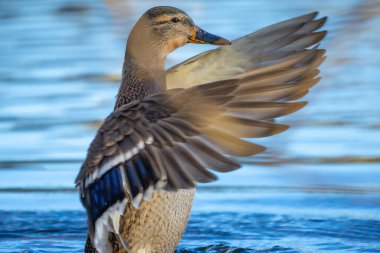 2024 gölündeki ördekler
