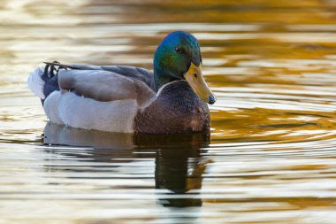 2024 gölündeki ördekler