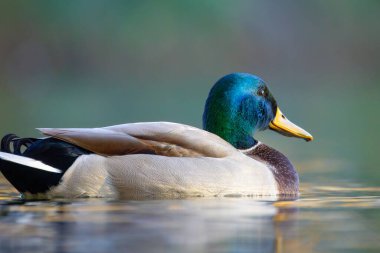 2024 gölündeki ördekler