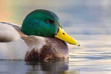 2024 gölündeki ördekler