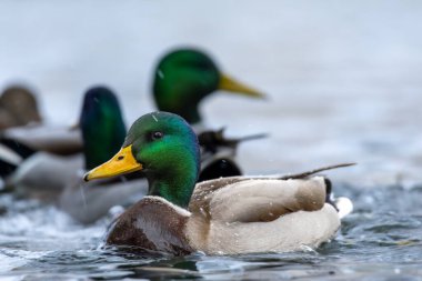 2024 gölündeki ördekler