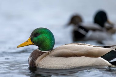 2024 gölündeki ördekler