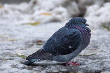 2024 gölündeki ördekler