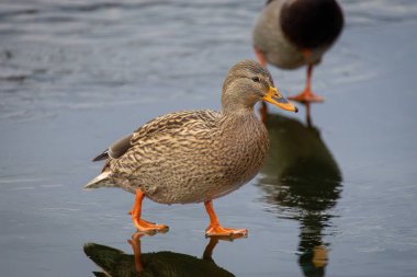 2024 gölündeki ördekler