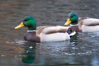 2024 gölündeki ördekler