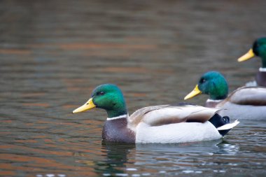 2024 gölündeki ördekler